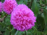 Aster Pink 